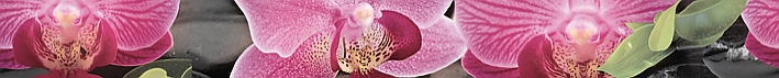  Porto Bambu and Orchid listwa Бордюр 6х60