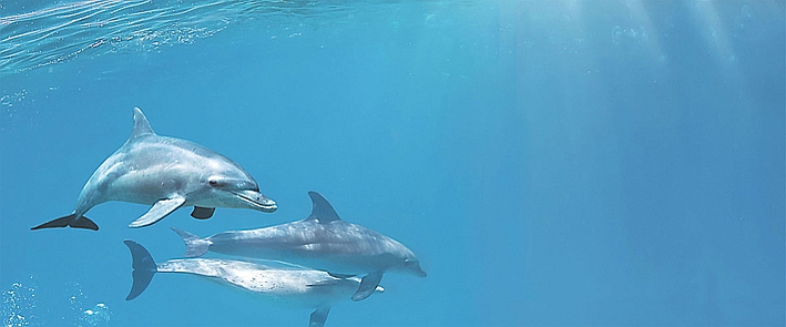  Porto Dolphins 1 centro Декор 25x60