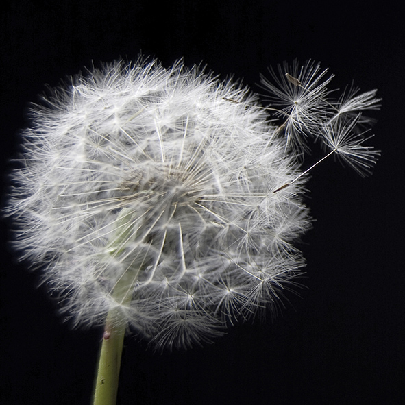  Taraxacum 1 Декор 10х10
