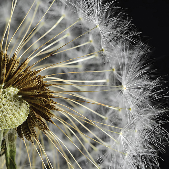  Taraxacum 3 Декор 10х10
