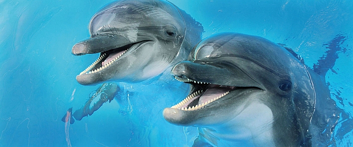 Porto Dolphins 2 centro Декор 25x60