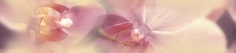  Blossom Бордюр B200D183 4,5х20